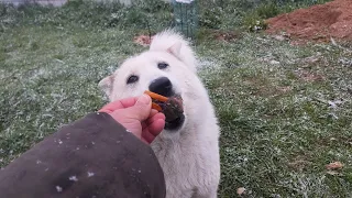 Лайки в зимний май