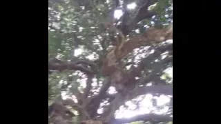 100 year's old mango tree