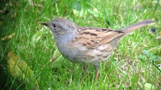 Dunnock, Foxton, Cambridgeshire, 26/10/14