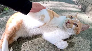 Cute cat rolls around and enjoys being touched by a human