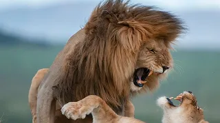 Bob Junior || The Last Lion King of Namir Plains. #lionking