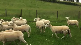 ‘LOT 33:MEG - 6.7.22 FARMERS MARTS DOLGELLAU ONLINE SHEEPDOG AUCTION’