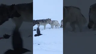 Gray wolf in Yellowstone