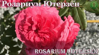 Роза Розариум Ютерзен /Rosarium Uetersen. Видео/карта. Питомник 🌹 и 🌲 Е. Иващенко