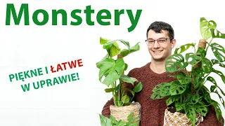 Jak dbać o MONSTERĘ? Monstera dziurawa | Monstera 'Minima' | Monstera 'Monkey Mask'