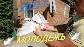 @ ГОЛУБИ - ВИДЕО ОБЗОР МОЛОДЁЖИ @ 26.05.2021.г.