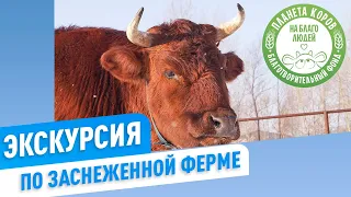 Экскурсия по заснеженной ферме | Зимний день на Планете коров