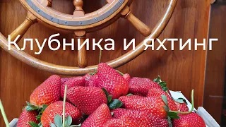 Клубничка в яхтинге.🍓Яхтсмены стали рабами на плантациии🍓Кормим лошадей клубникой! 🍓Детский труд🍓