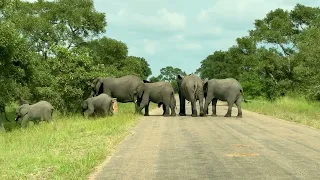 Elephants Take Time To Cross The Road