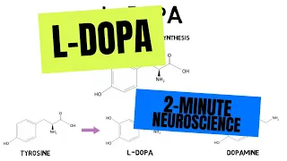 2-Minute Neuroscience: L-DOPA