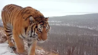 Видео с амурским тигром на фоне Владивостока впервые получено в Приморье.