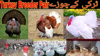 Turkey Birds  2 month Chikes & Turkey Breeder Egg 🥚 layying Birds Available ❤️ Cargo All Pakistan