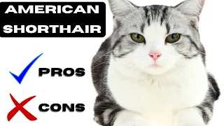 American shorthair Pros and Cons | "Shorthair? Long List of Love!" | "America's Fluffy Sweetheart!"