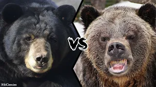 BLACK BEAR VS BROWN BEAR - Who Would Win A Fight?