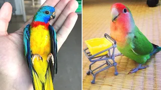 Baby Animals 🔴 Funny Parrots and Cute Birds Compilation (2020) Loros Adorables Recopilación #26