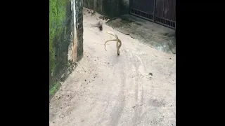 mongoose vs Big snake fight