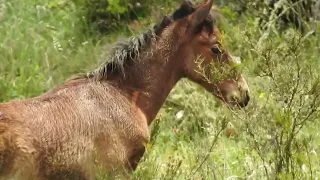 Дикие лошади в Австралийских Альпах