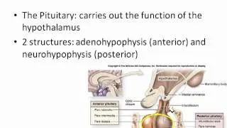 Endocrine System Part 1 of 3