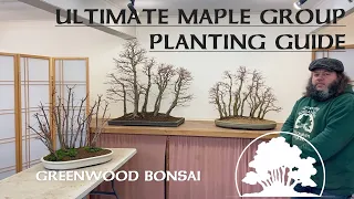 The Ultimate Maple Group planting Guide!! - Greenwood Bonsai