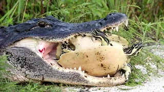 Animal attack   Crocodile attempting to crush turtle HD