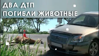 Два ДТП. Погибли животные