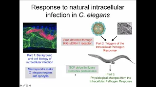 Characterization of the Intracellular Pathogen Response in C. elegans by Dr. Emily Troemel