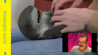 Surprised baby shark making man laugh historical