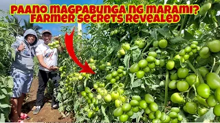 Paano Mapataas na Hitik na Hitik sa Malalaking Bunga ang Kamatis?