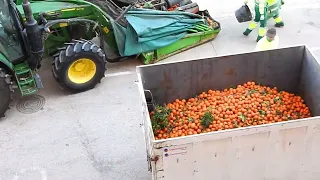 Все тайны уборки мандаринов в Испании: как это происходит на самом деле