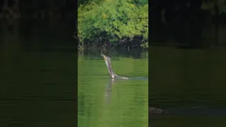 heron hunting | heron fishing | #shots