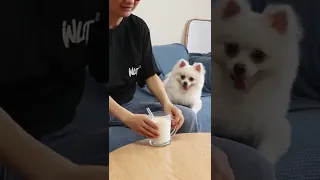 Nico_thepomeranian Complications | Best views pranks #cute #dog #funny