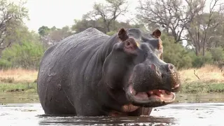 Lo que no te cuentan de la SABANA - DOCUMENTAL COMPLETO EN ESPAÑOL