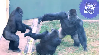 Huge Silverback Gorilla Shows Who is Boss Here | The Shabani Group