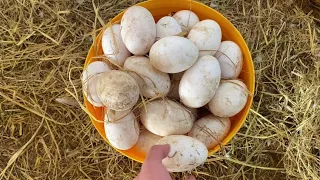 Farm Life | Collect chicken eggs and duck eggs on the farm, ducks lay a lot of eggs