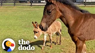 Orphaned Baby Donkey Kicked Away Anyone Who Tried To Be Friends | The Dodo Odd Couples