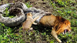 Python is too aggressive, Lion Cub mistakes when challenged - The result of Lion Cub