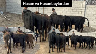 Hasanboy va Husanboy ukalarimizdan sotiladigan buqachalar bor. 10 01 2024.