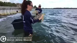 Two Sea Turtles Go Back Home After Rehab at CMA