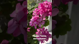 Ирида Танец мотыльков 8.05.23