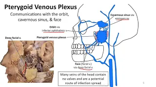 Mastication LO - Pterygoid Venous Plexus