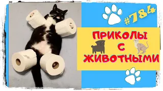 Самые Смешные Животные 😂 Лучшая подборка 👍 Funny Animals 😸 TikTok Trends