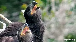 Time To Fly | Eagle Fledging