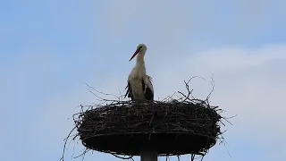 White storks in Denmark Jejsing 18 april 2024