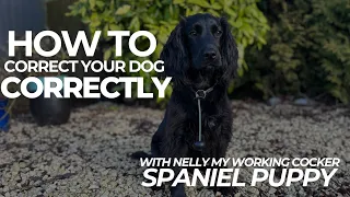 How To Correct Your Dog Correctly  | The Dog Therapist