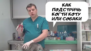 Как подстричь когти коту и собаке