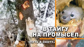 Соболь на дереве, собака в западне, мы с трофеями