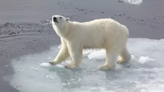 Polar Bear family encounter on the Arctic Ocean