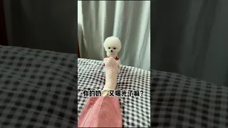 cute 🥰 and funny 😂 Pomeranian puppies || cute dog video 163#shorts #babydog #minidog #pomeranian