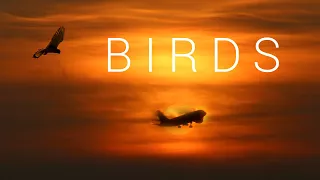 BIRDS | An Aviation Film