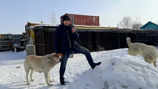 Бугай Алабай. Вероятность беременности Ямайки. Нерадивые Амурские налоговики.